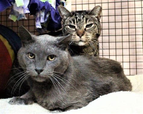 Town cats - Town Cats has rescued, helped, and adopted out thousands of cats to loving families. Our Mission is to alleviate the suffering of stray, abandoned, unwanted and feral cats in Santa Clara County and serve as advocates for all cats. Donate to Town Cats of Morgan Hill! Donate.